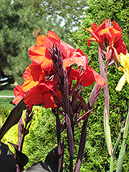 Cleopatra Red Canna (Canna 'Cleopatra Red') at Stonegate Gardens