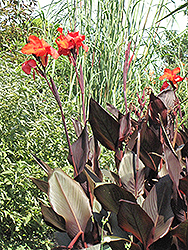 Tropicanna Black Canna (Canna 'Tropicanna Black') at Stonegate Gardens