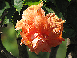Double Orange Hibiscus (Hibiscus rosa-sinensis 'Double Orange') at Stonegate Gardens