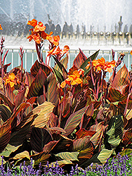 Phasion Canna (Canna 'Phasion') at Stonegate Gardens