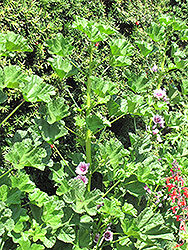 Slightly Strawberry Cape Mallow (Anisodontea 'Slightly Strawberry') at Stonegate Gardens