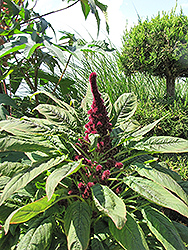 Fat Spike Amaranthus (Amaranthus caudatus 'Fat Spike') at Stonegate Gardens