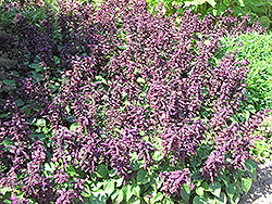 Vista Purple Sage (Salvia splendens 'PAS3292') at Stonegate Gardens