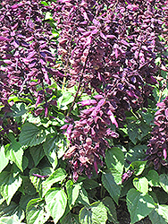 Salsa Light Purple Sage (Salvia splendens 'Salsa Light Purple') at Stonegate Gardens