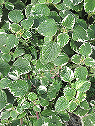 Swedish Ivy (Plectranthus forsteri 'Marginatus') at Stonegate Gardens
