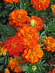 Durango Red Marigold (Tagetes patula 'Durango Red') at Lakeshore Garden Centres