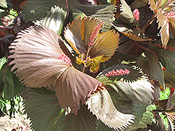 Moorea Copper Plant (Acalypha wilkesiana 'Moorea') at Stonegate Gardens