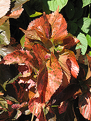 Bronze Pink Copper Plant (Acalypha wilkesiana 'Bronze Pink') at Stonegate Gardens