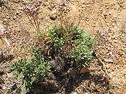 Aeolian Limonium (Limonium minutiflorum) at Stonegate Gardens