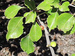 Evergreen Pear (Pyrus kawakamii) at Stonegate Gardens