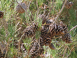 Eldarica Pine (Pinus eldarica) at Stonegate Gardens