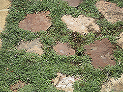 Silver Carpet (Dymondia margaretae) at Stonegate Gardens