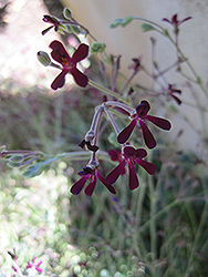 South African Geranium (Pelargonium sidoides) at Stonegate Gardens