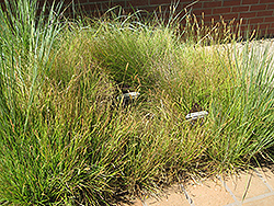 Slender Veldt Grass (Pennisetum spathiolatum) at Stonegate Gardens