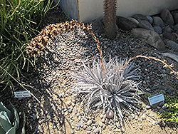 Silver Superstar Dyckia (Dyckia 'Silver Superstar') at Stonegate Gardens