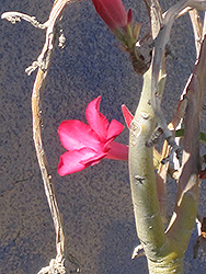 Desert Rose (Adenium obesum) at Stonegate Gardens