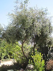 Swan Hill Olive (Olea europaea 'Swan Hill') at Stonegate Gardens