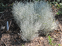 Cushion Bush (Calocephalus brownii) at Stonegate Gardens