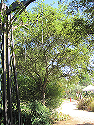 Small's Sweet Acacia (Acacia smallii) at Stonegate Gardens