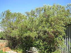 African Sumac (Searsia lancea) at Stonegate Gardens