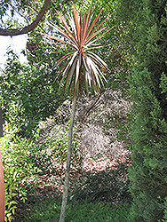 Red Star Grass Palm (tree form) (Cordyline australis 'Red Star (tree form)') at Stonegate Gardens