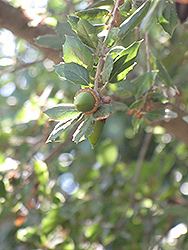 Holm Oak (Quercus ilex) at A Very Successful Garden Center