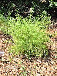 De La Mina Verbena (Verbena lilacina 'De La Mina') at Stonegate Gardens