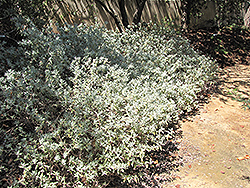 Point Sal Spreader Sage (Salvia leucophylla 'Point Sal Spreader') at Lakeshore Garden Centres