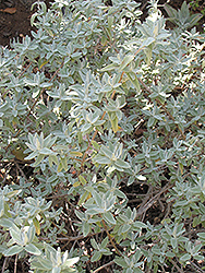 Point Sal Spreader Sage (Salvia leucophylla 'Point Sal Spreader') at Stonegate Gardens