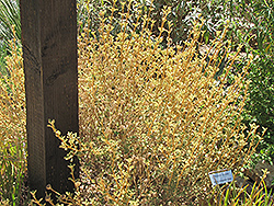 Woolly Jerusalem Sage (Phlomis lanata) at Stonegate Gardens