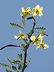 Palo Brea (Cercidium praecox) at Stonegate Gardens