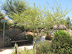 Palo Brea (Cercidium praecox) at Stonegate Gardens