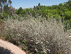 Amethyst Bluff Purple Sage (Salvia leucophylla 'Amethyst Bluff') at Stonegate Gardens