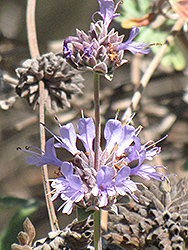 Pozo Blue Sage (Salvia 'Pozo Blue') at Stonegate Gardens