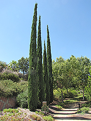 Italian Cypress (Cupressus sempervirens) at Stonegate Gardens