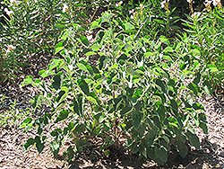 Heartleaf Geranium (Pelargonium cordatum) at Stonegate Gardens