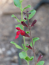 Autumn Sage (Salvia greggii) at Stonegate Gardens
