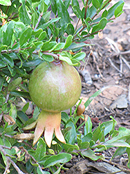 Dwarf Pomegranate (Punica granatum 'Nana') at Stonegate Gardens