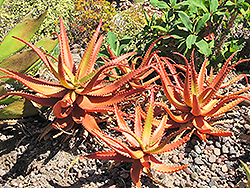 Red Aloe (Aloe cameronii) at Stonegate Gardens