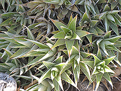 Abromeitiella (Deuterocohnia lorentziana) at Stonegate Gardens