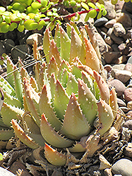Short-leaved Aloe (Aloe brevifolia) at Stonegate Gardens