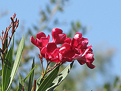 Hardy Red Oleander (Nerium oleander 'Hardy Red') at Stonegate Gardens