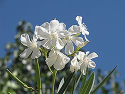 Hardy White Oleander (Nerium oleander 'Hardy White') at Stonegate Gardens