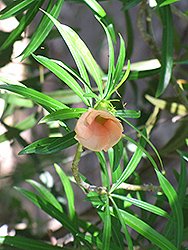 Apricot Flowered Oleander (Thevetia peruviana 'Apricot') at Stonegate Gardens
