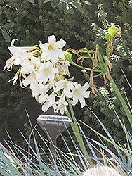 White Belladonna Lily (Amaryllis belladonna 'Alba') at Lakeshore Garden Centres
