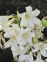 White Belladonna Lily (Amaryllis belladonna 'Alba') at Stonegate Gardens