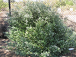 Coast Rosemary (Westringia fruticosa) at Lakeshore Garden Centres