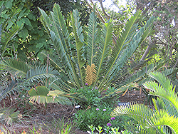 Sclavo's Cycad (Encephalartos sclavoi) at A Very Successful Garden Center
