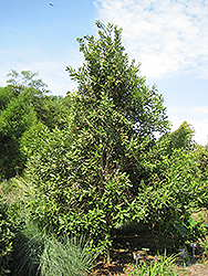 Macadamia Nut (Macadamia integrifolia) at Stonegate Gardens