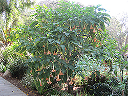 Pink Panther Angel's Trumpet (Brugmansia 'Pink Panther') at Stonegate Gardens